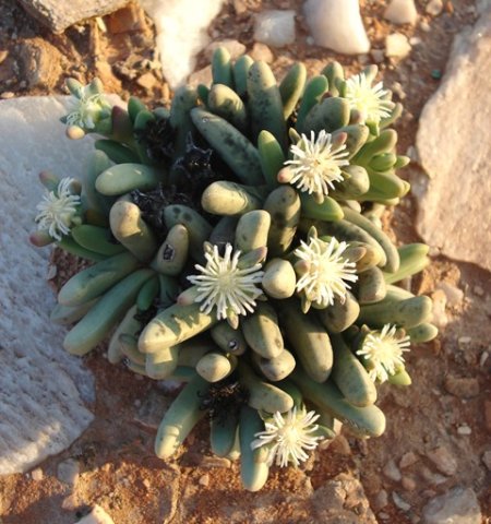 Nelia pillansii